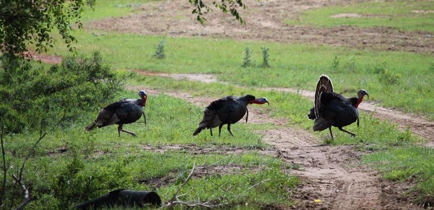 How Do I choose a Mouth call for turkey hunting? 