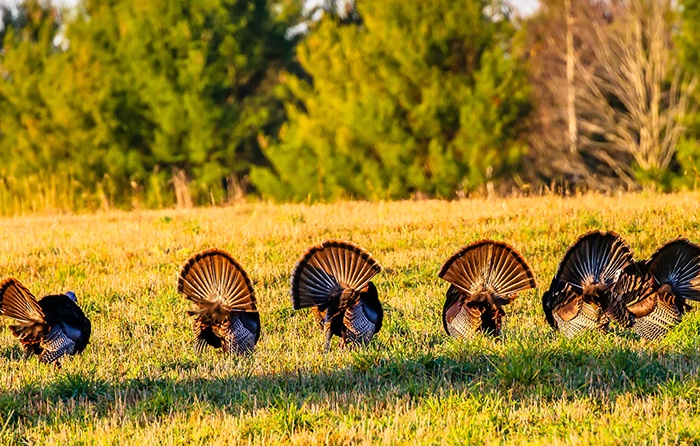 6 Tips on Locating New Places to Turkey Hunt