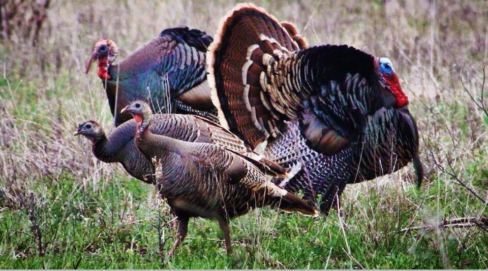 What to know when hunting out of state