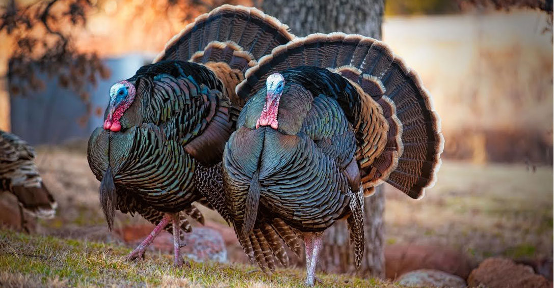 Hunting Roosted Gobblers 